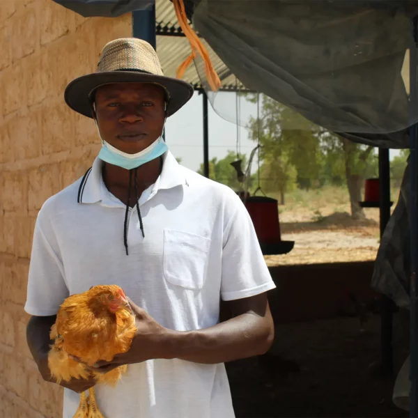 Gaoussou – Ferme Avicole